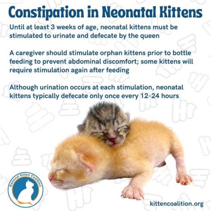 How can I help my 1 week old kitten with constipation?