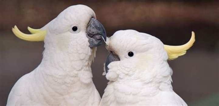 How can I tell if my umbrella cockatoo is male or female?