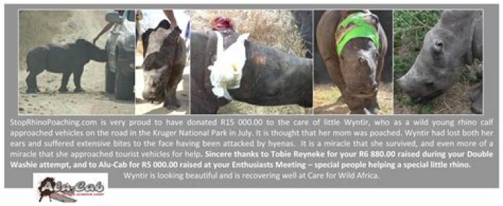 How can rhino poaching be stopped?