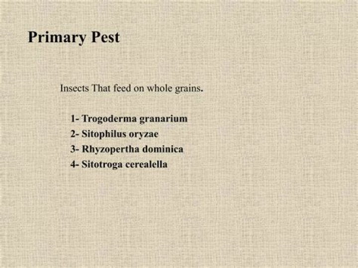 How can stored grain pests be managed?