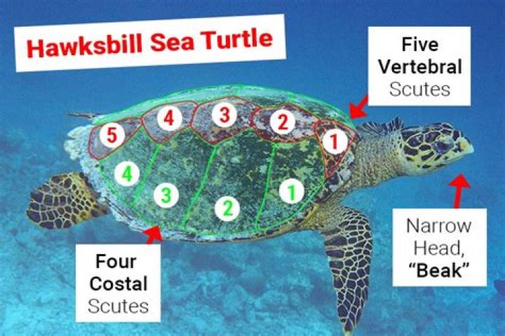 How can you tell the difference between a hawksbill and a green turtle?