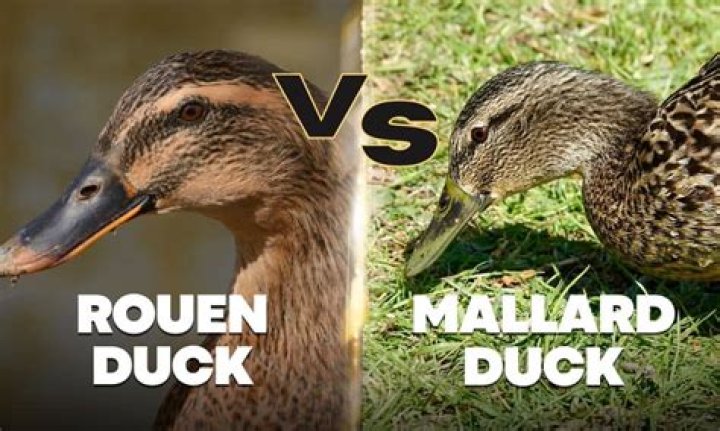 How can you tell the difference between a mallard and a Rouen duckling?