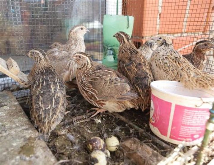 How close can quail be to chickens?