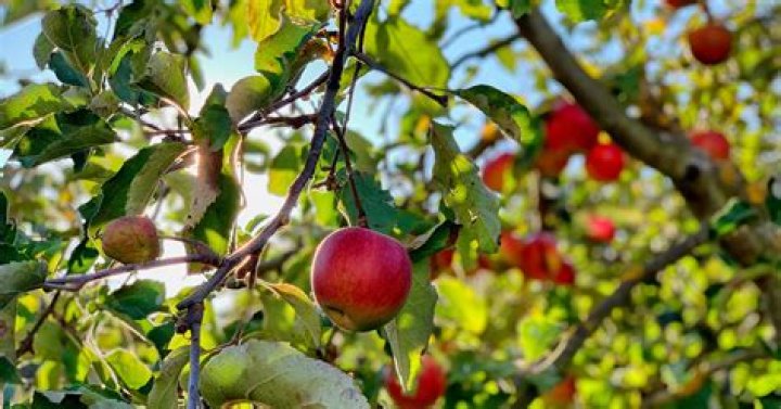 How cold can apple trees tolerate?