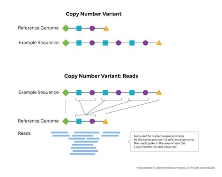 How common are copy number variations?