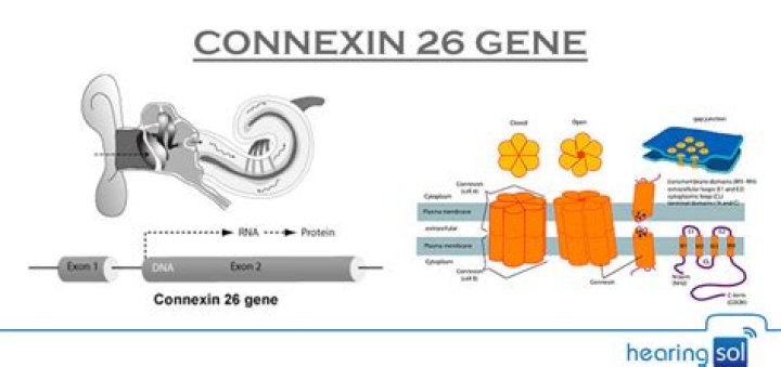 How common is connexin 26?