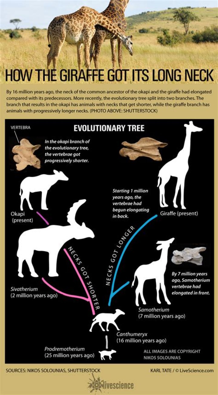 How did giraffes long necks evolve?