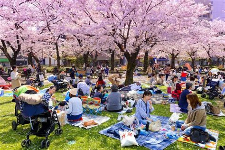 How did Sakura song reflect the culture of Japan?