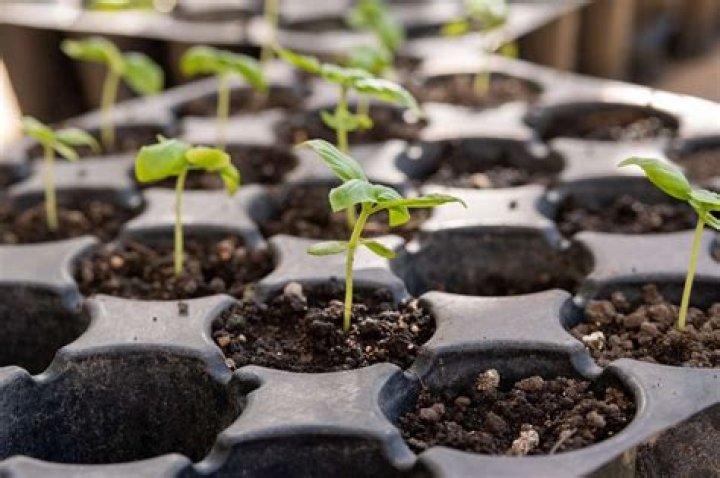 How do air layers propagate plants?