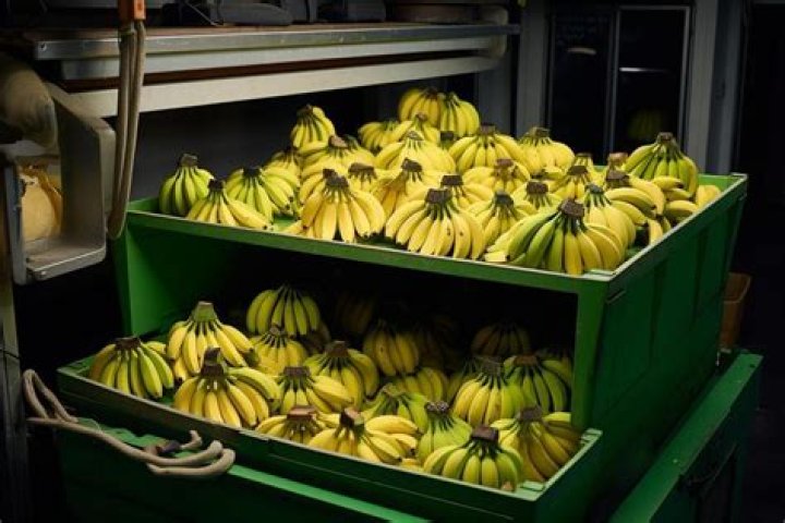 How do banana ripening rooms work?