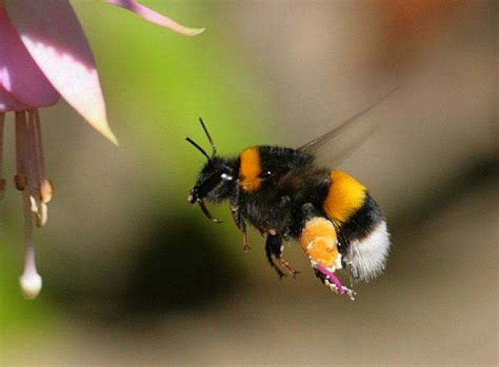 How do bumblebees fly?