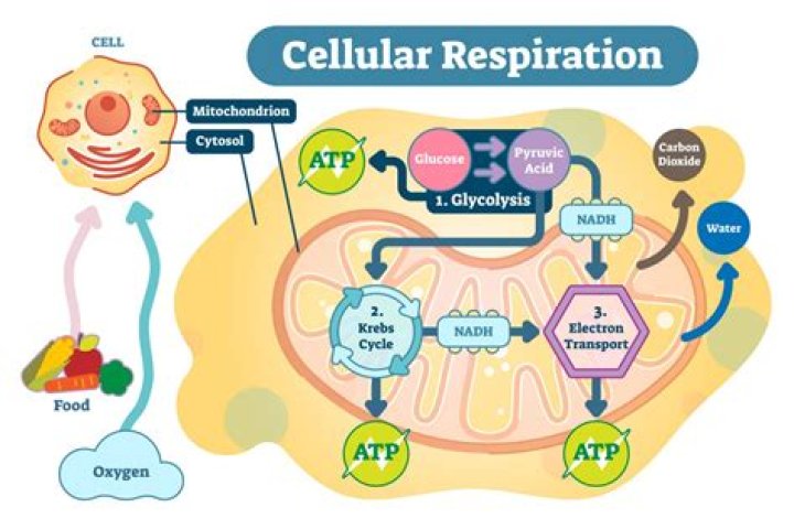 How do cells get energy from cellular respiration?
