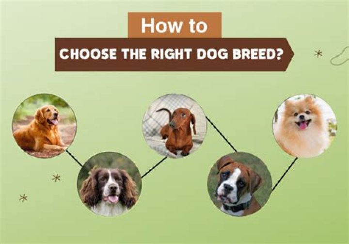 How do I find the right dog breed for me?