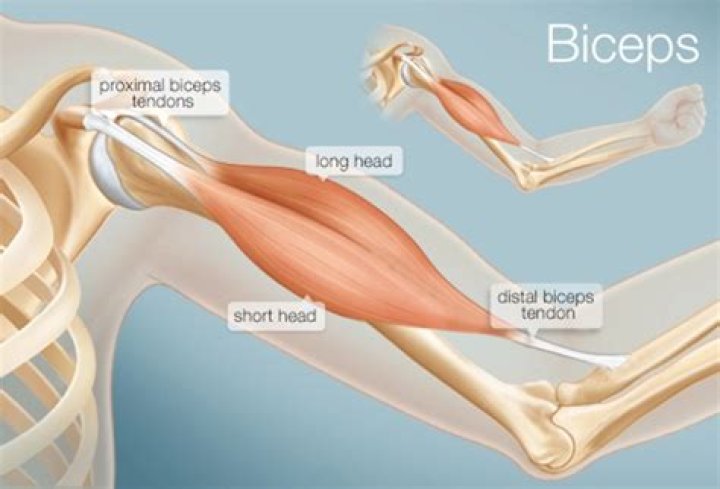 How do I get defined biceps?