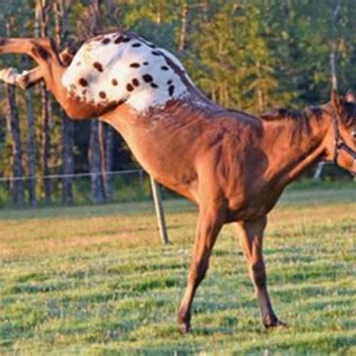 How do I get rid of an unwanted horse?