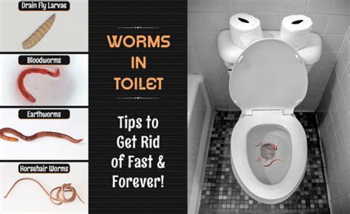 How do I get rid of worms in my toilet?