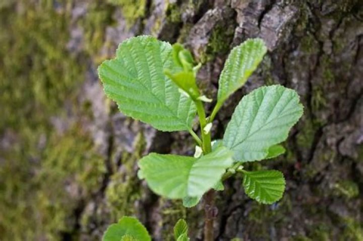 How do I identify an alder tree?