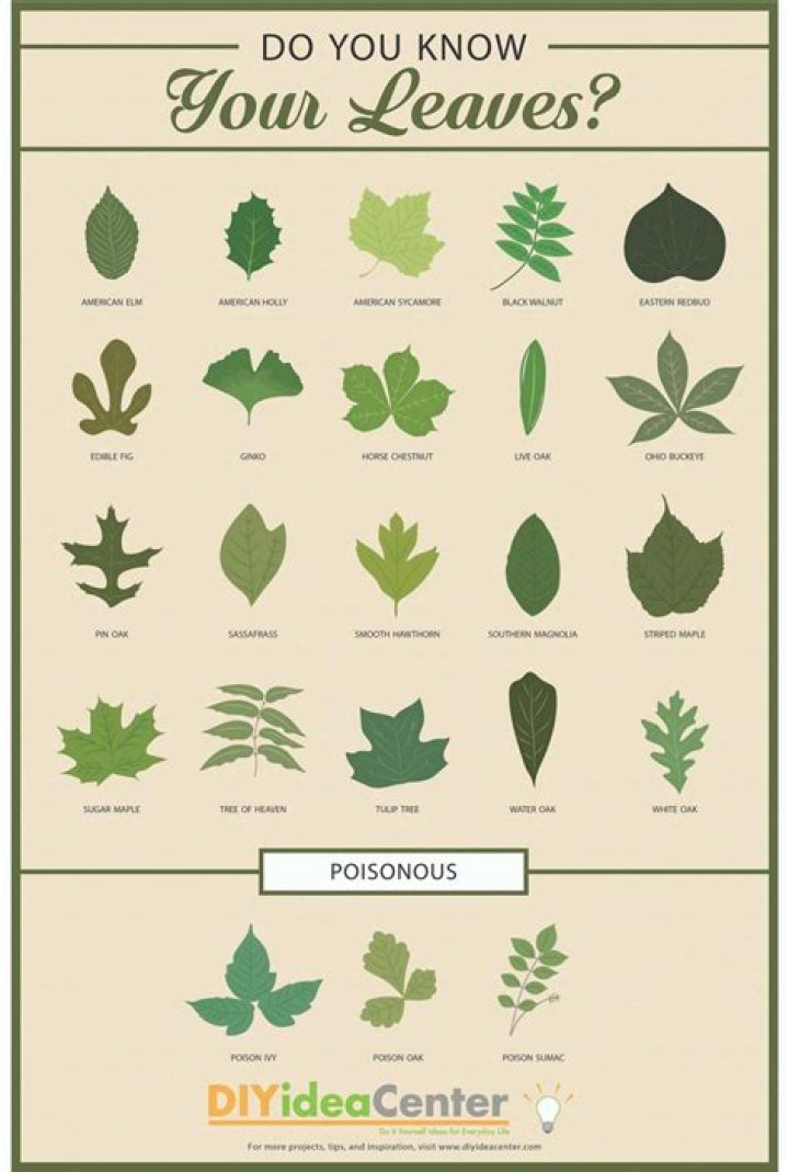 How do I identify leaves?