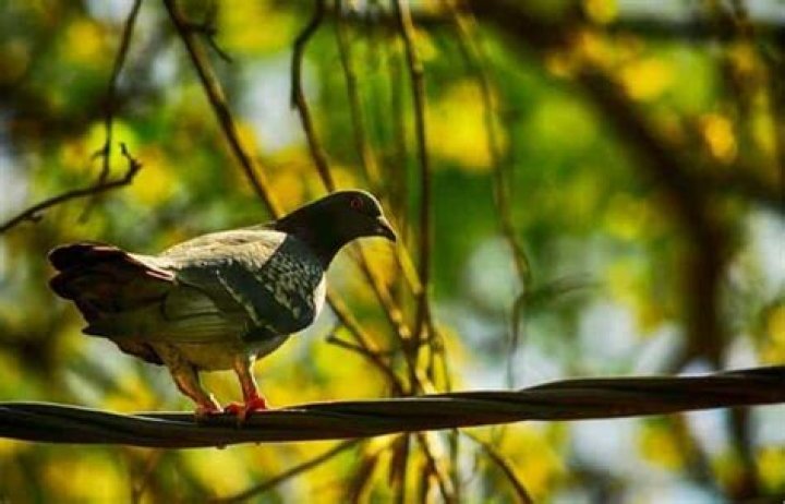 How do I keep pigeons out of my tree?