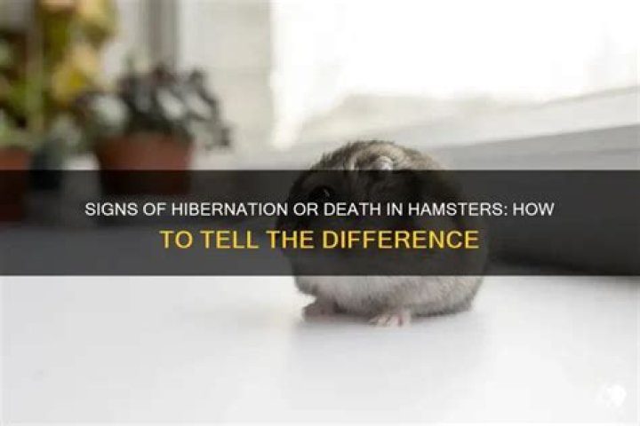 How do I know if my Syrian hamster is hibernating?
