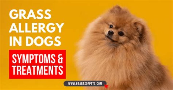 How do I treat my dogs grass allergy?