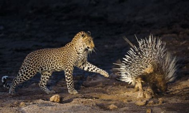How do mammals defend themselves?
