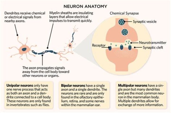 How do neurons respond to pain?