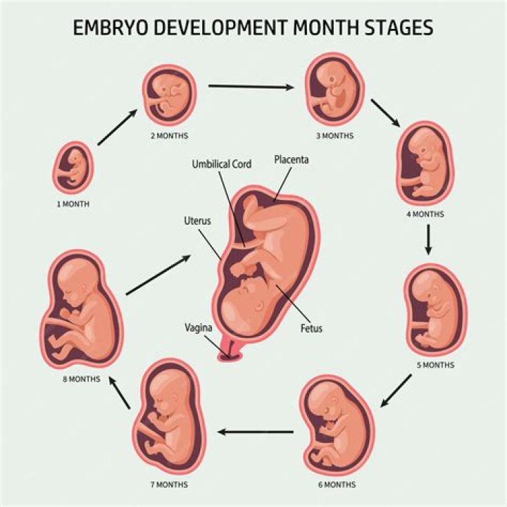 How do organs develop in a fetus?