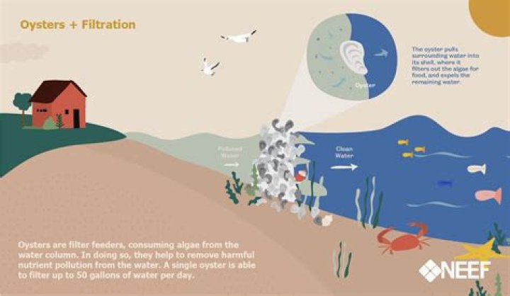 How do oysters help the environment?