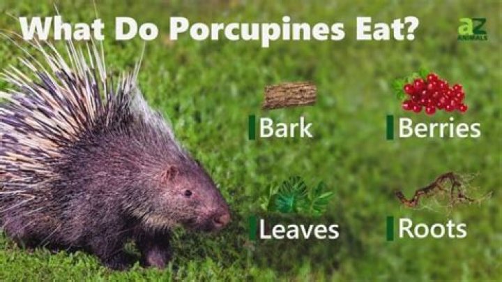 How do porcupines find food?