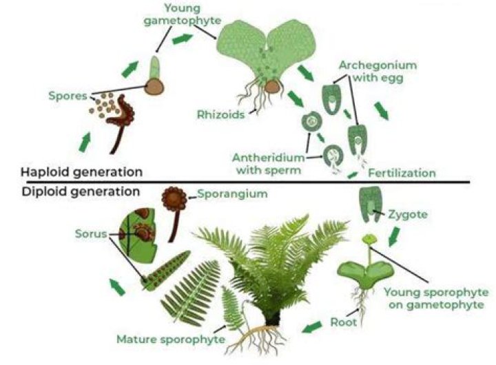 How do pteridophyta reproduce?