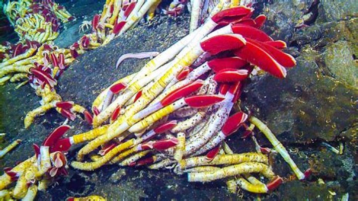 How do tube worms survive in hydrothermal vents?