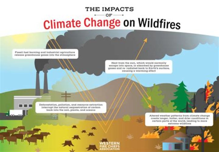 How do wildfires impact the economy?