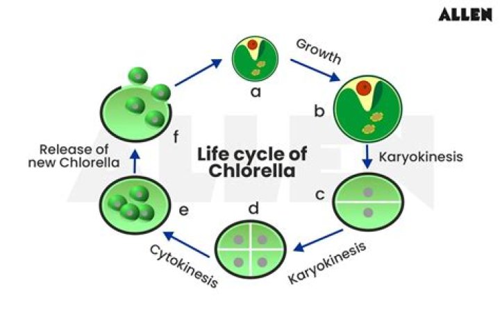 How do you break Chlorella in a cell wall?