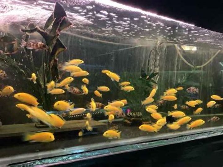 How do you breed electric yellows?