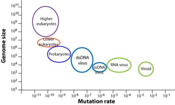 How do you calculate virus mutation rate?