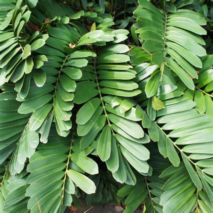 How do you care for a Zamia plant?