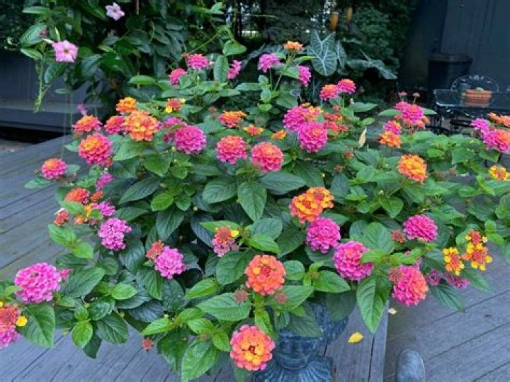 How do you care for newly planted lantana?