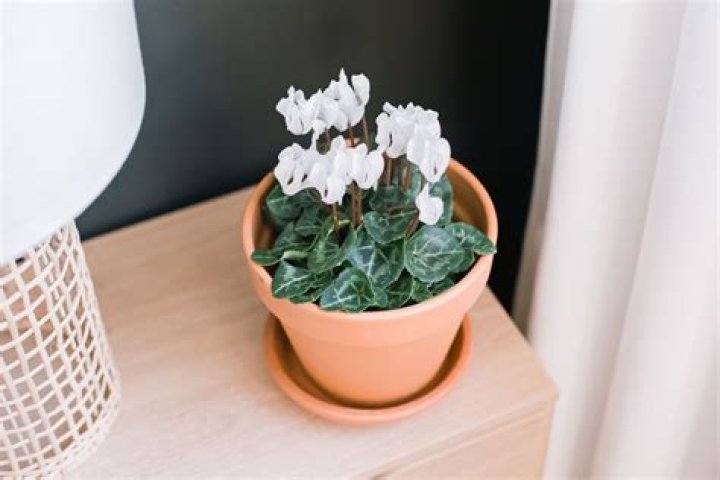 How do you care for outdoor cyclamen?