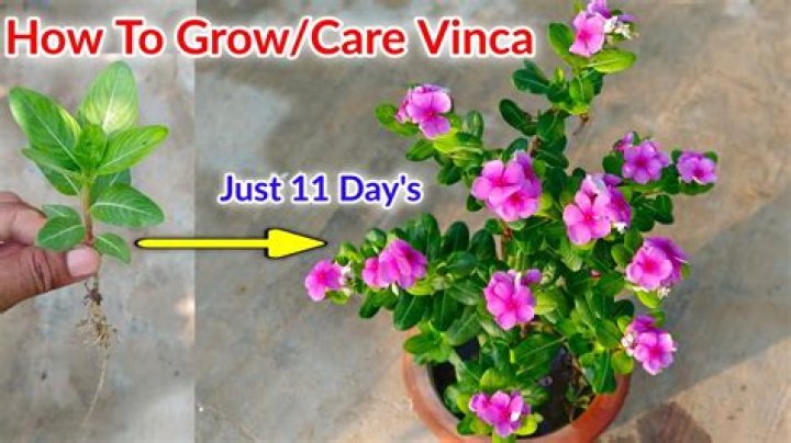 How do you care for potted vincas?