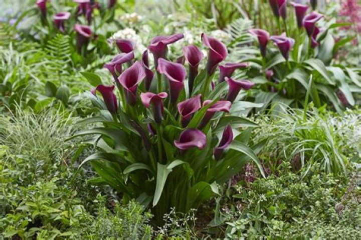 How do you cut a calla lily stem?