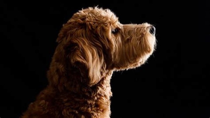 How do you find a good Goldendoodle breeder?