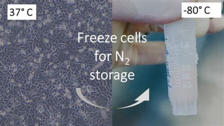 How do you freeze bacterial cells?