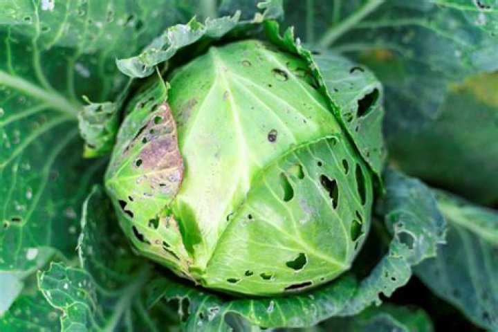 How do you get rid of cabbage pests?