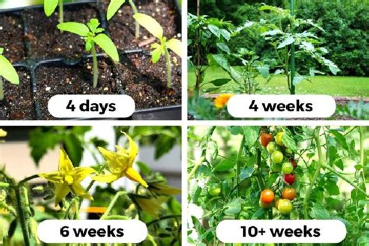 How do you give tomatoes more calcium?