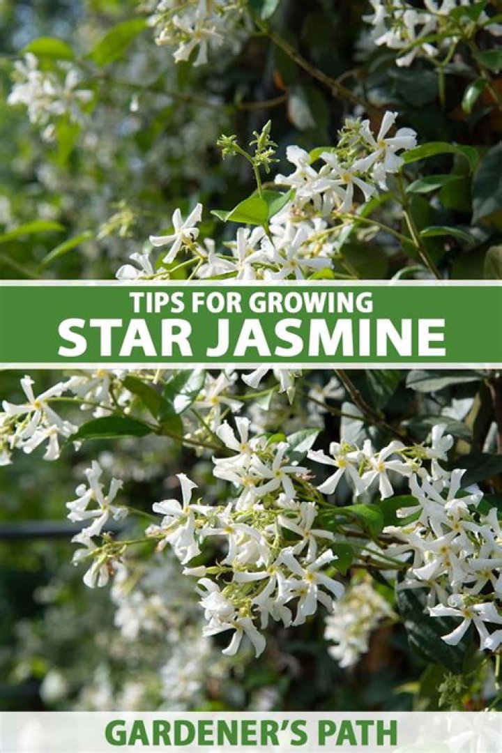 How do you grow jasmine in Melbourne?