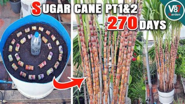 How do you grow sugar beans?