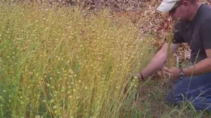 How do you harvest flax?
