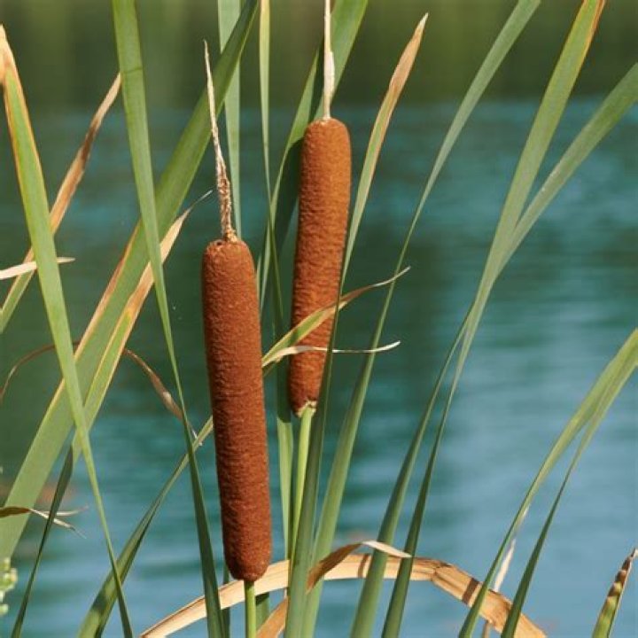 How do you identify Typha latifolia?