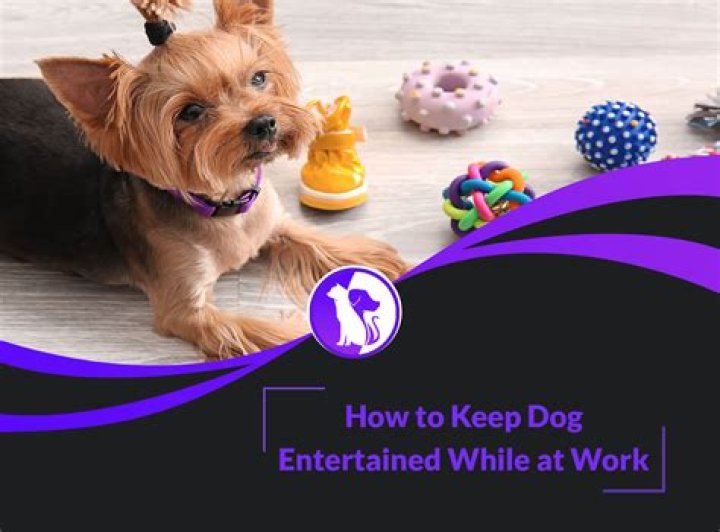 How do you keep an old dog entertained?
